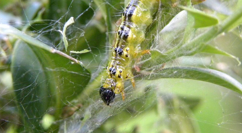 Bird-friendly Ways To Control Boxelder Borer?