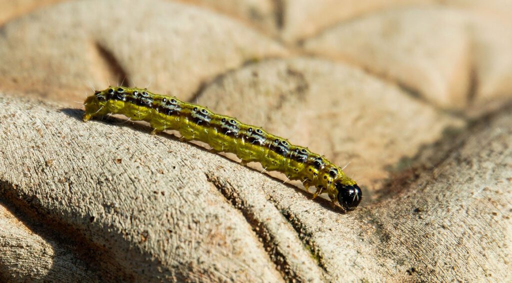 Bird-friendly Ways To Control Boxelder Borer?