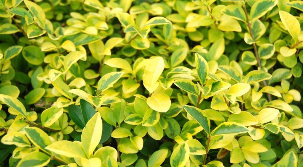 Hedge Plants With Bicolored Leaves