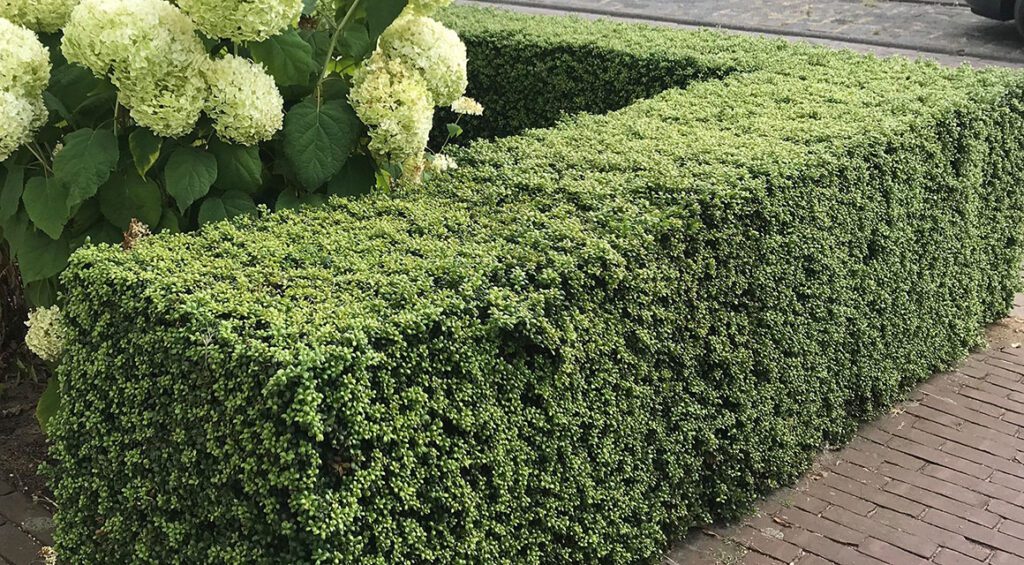 What Is A Good Substitute For Boxwood?