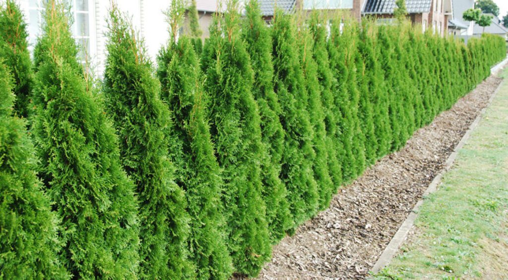 How To Cut And Care For Conifers