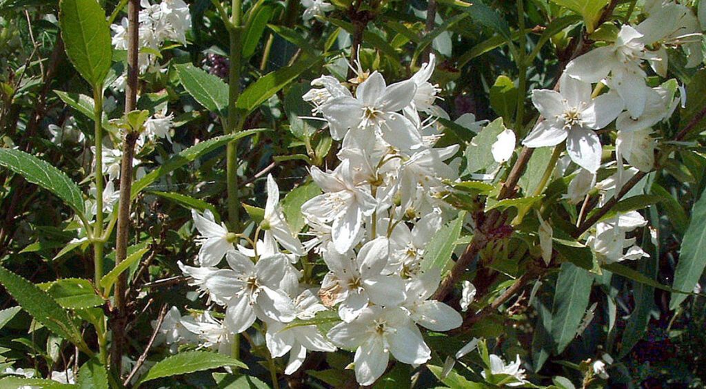 4 Beautiful Flowering Hedge Plants