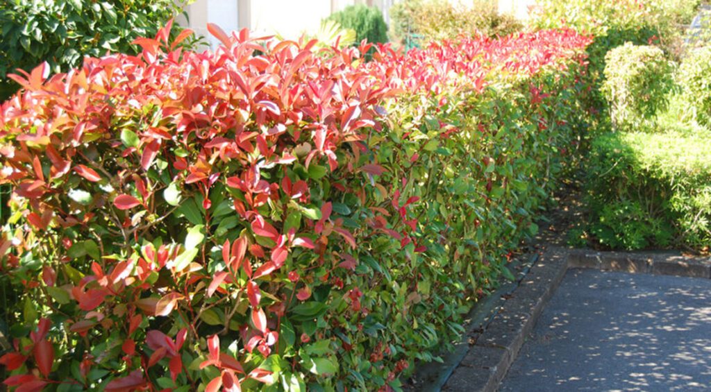 Best Hedge Plants With Red Leaves