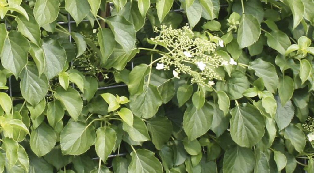 Can You Use Climbing Plants As Hedges?