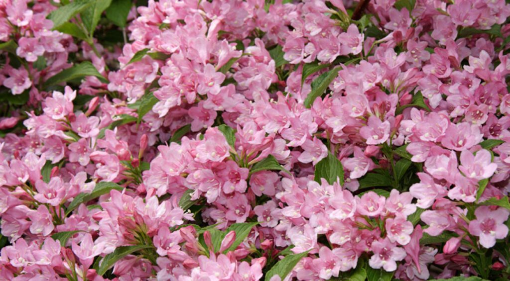 4 Beautiful Flowering Hedge Plants