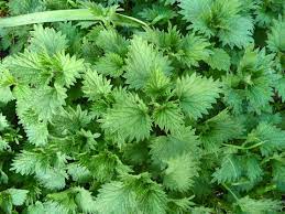 Harvest Nettle Seeds - Practical Tips and Ideas for Use