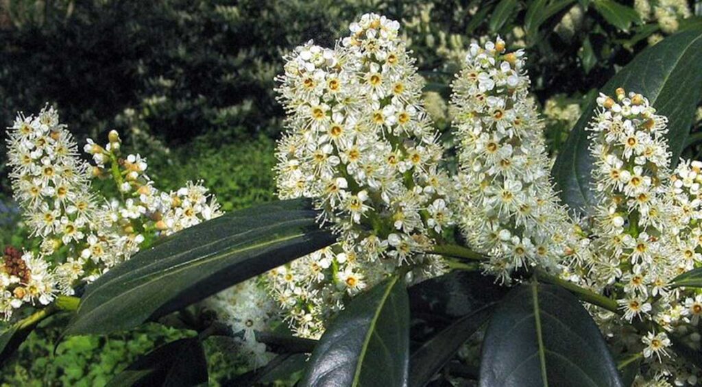 The Growth Performance Of A Cherry Laurel Hedge