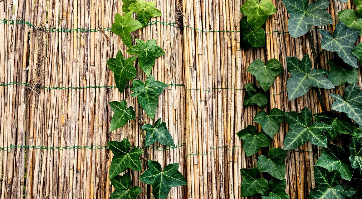 How Fast Does An Ivy Grow? - Gardeninguru