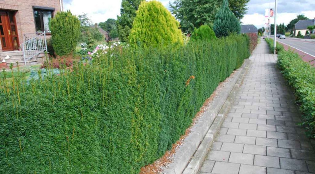 What Garden And Soil Is Suitable For Yew?