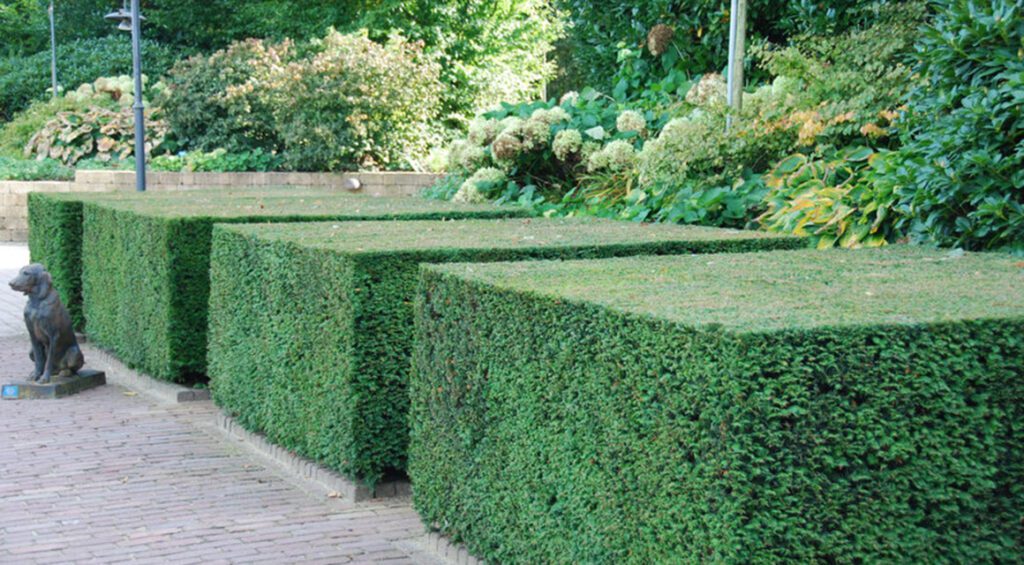 The Best Hedge Plants For Topiary