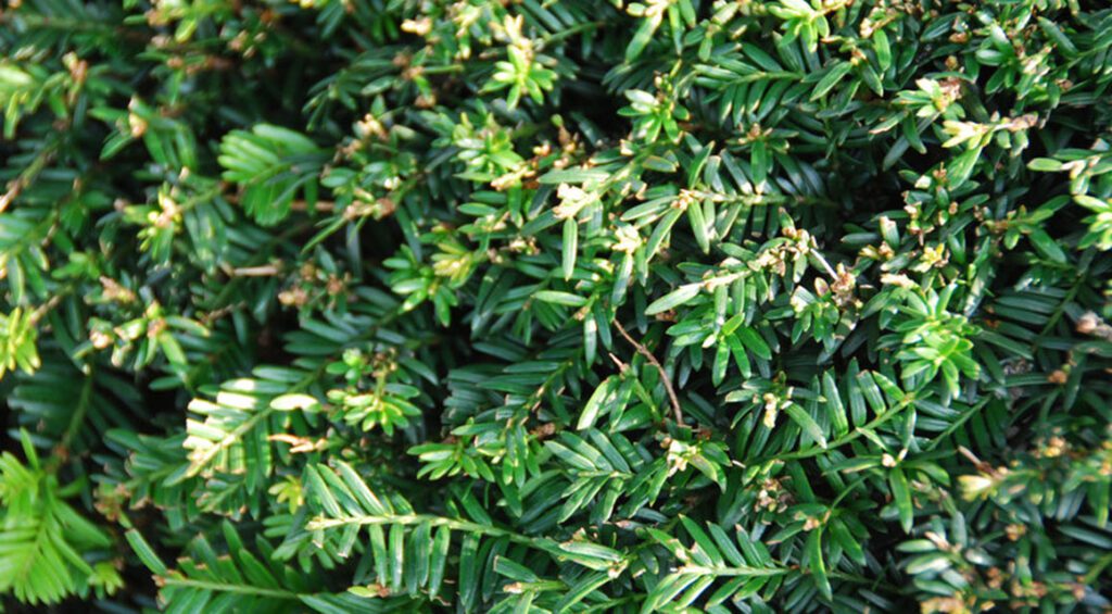 What Is Good About Yew Hedges?