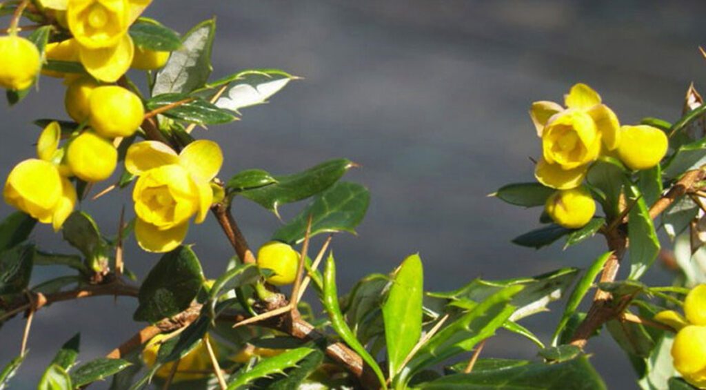 Hedge Plants For A Garden In The City