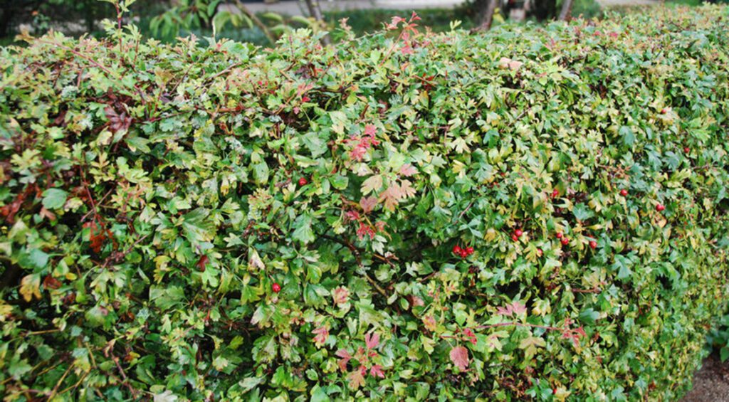 Hedge Plants That Have Edible Berries