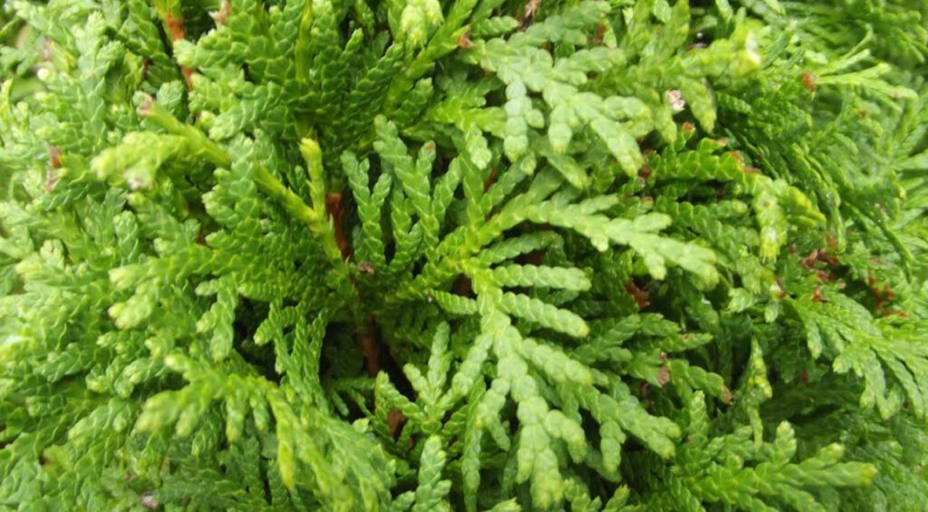 Is A Thuja Winter Hardy?
