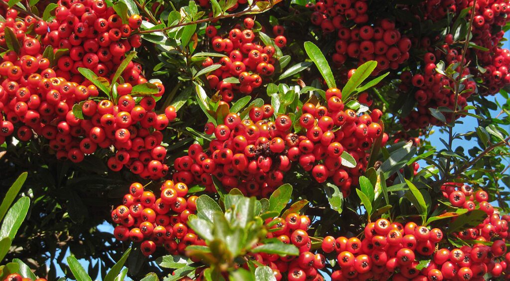 Firethorn As A Hedge Plant: Attractive All Year Round