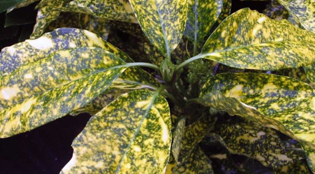 Hedge Plants With Bicolored Leaves