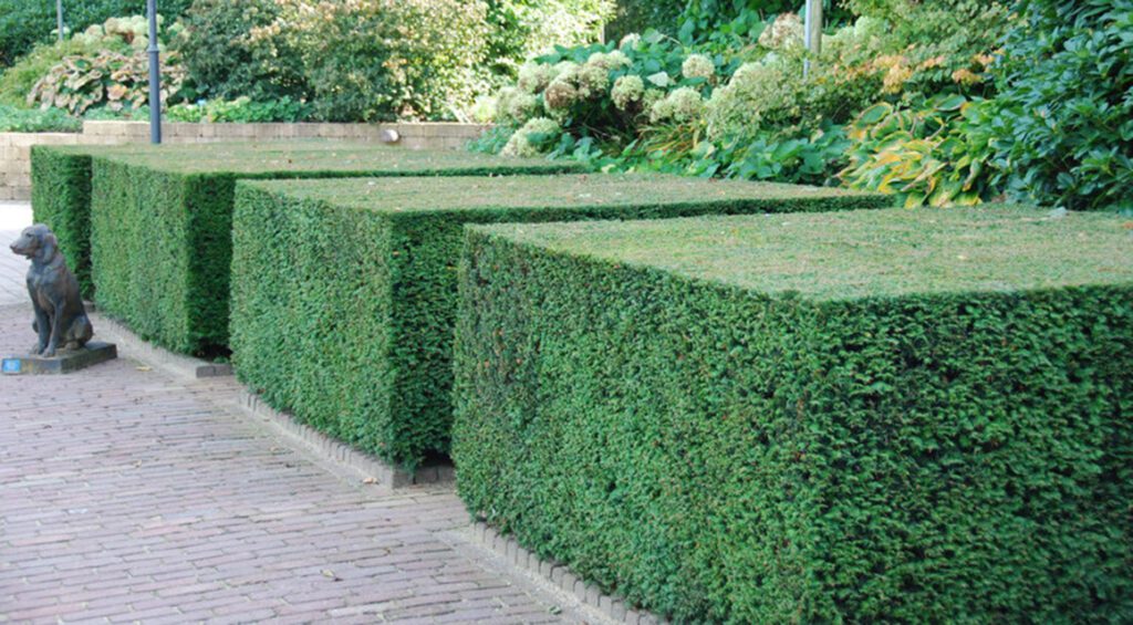 What Is The Best Type Of Yew For A Hedge?