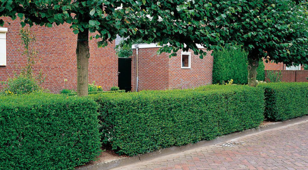 What Is The Best Way To Cut A Privet Hedge?