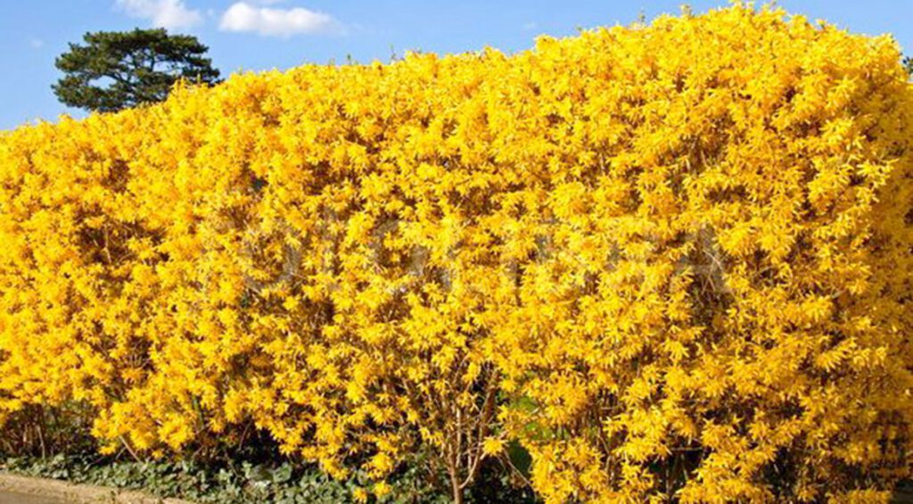 These Hedge Plants Bloom In The Spring