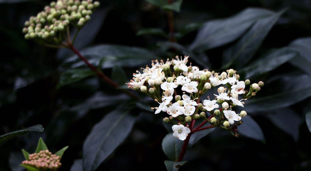 A Hedge With A Long Flowering Period