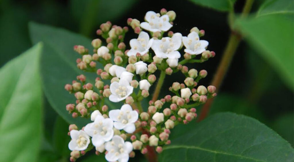 The Most Beautiful Winter Bloomers