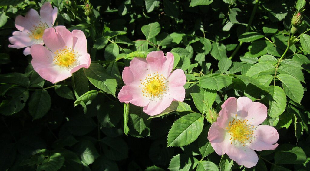 Can Roses Be Used As A Hedge?