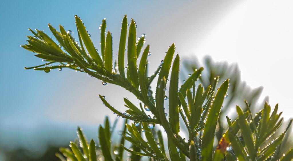 Choosing hedge plants that can thrive in both wet and dry summer weather