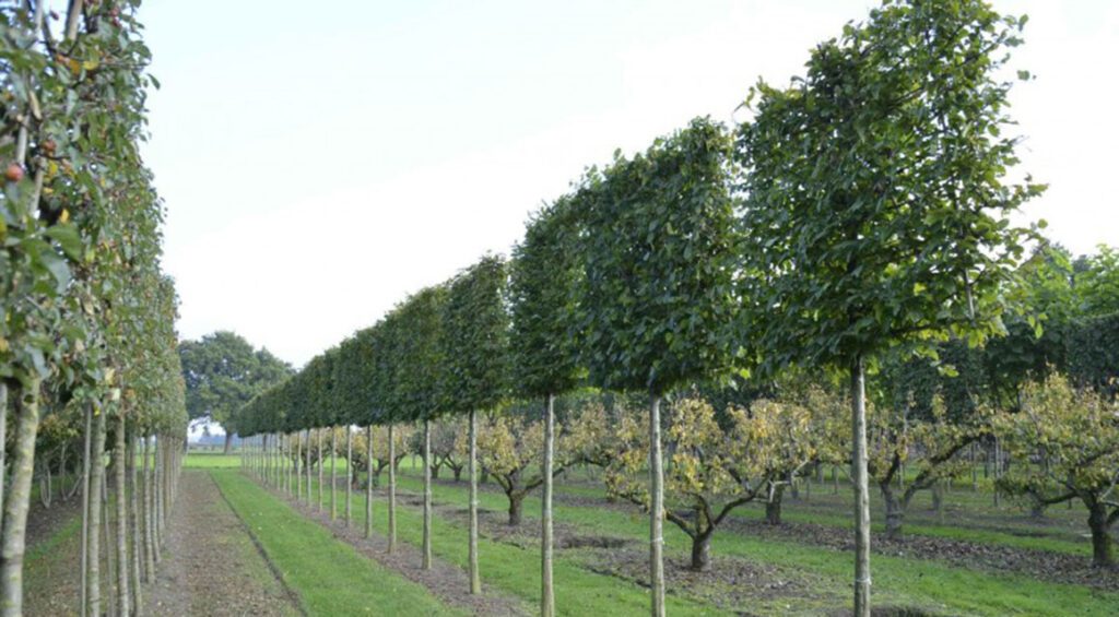 What Are The Varieties Of Espalier Trees And What Variety Should I Choose?