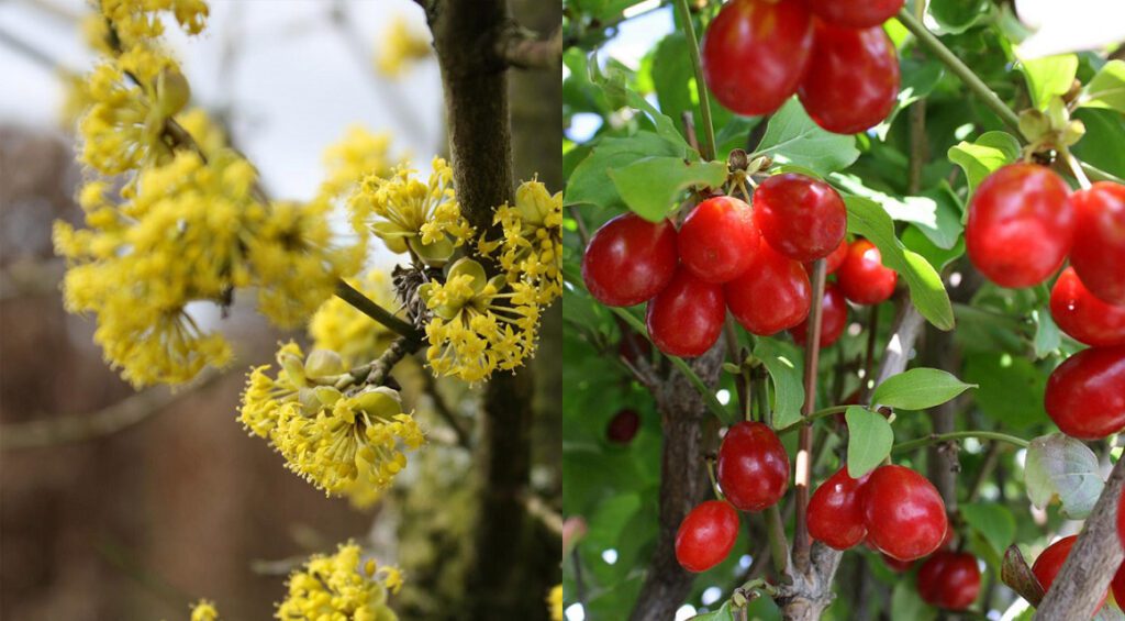 Hedge Plants That Have Edible Berries