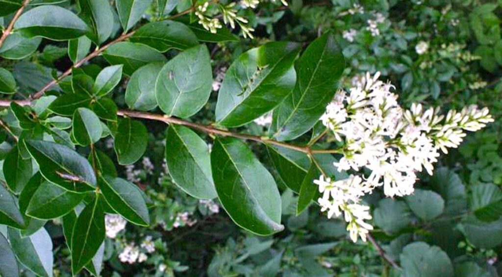 What Are The Varieties Of Privet?