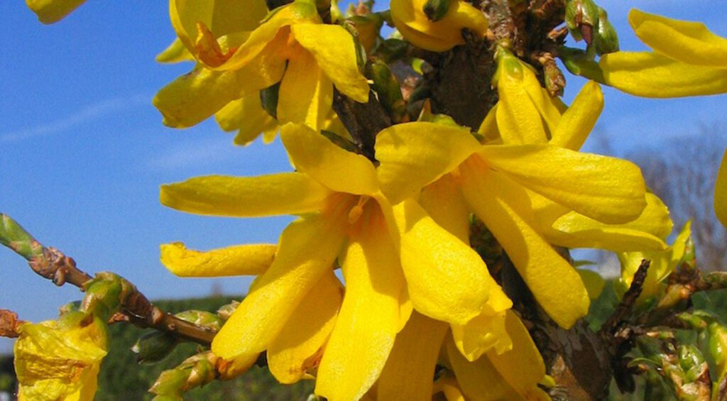 How Long Do Hedge Plants Bloom?