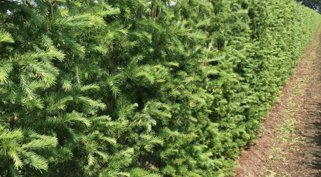 How Many Conifers To Plant Per Meter?