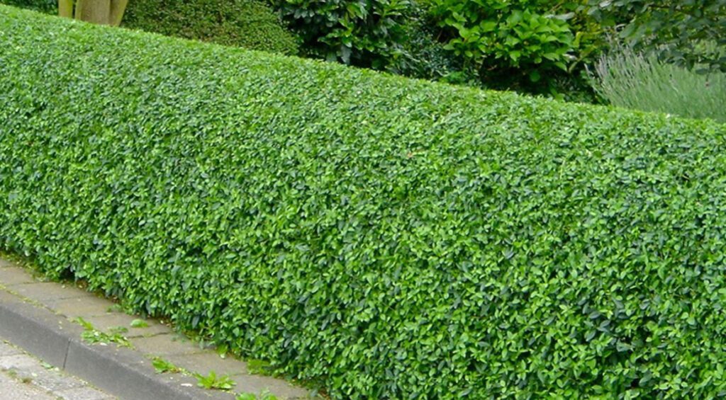 What Are Poisonous Hedge Plants
