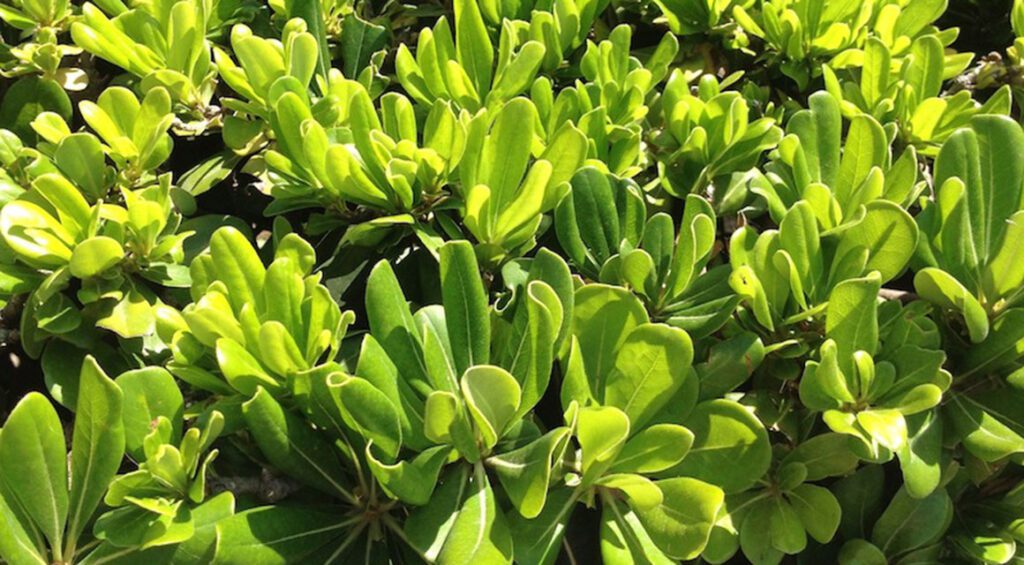 The Best Hedge Plants For A Garden On The Coast