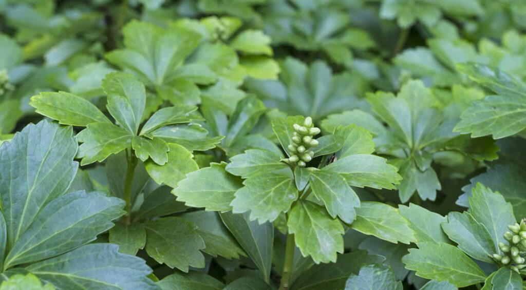 These Hedge Plants Are Suitable For Large Gardens