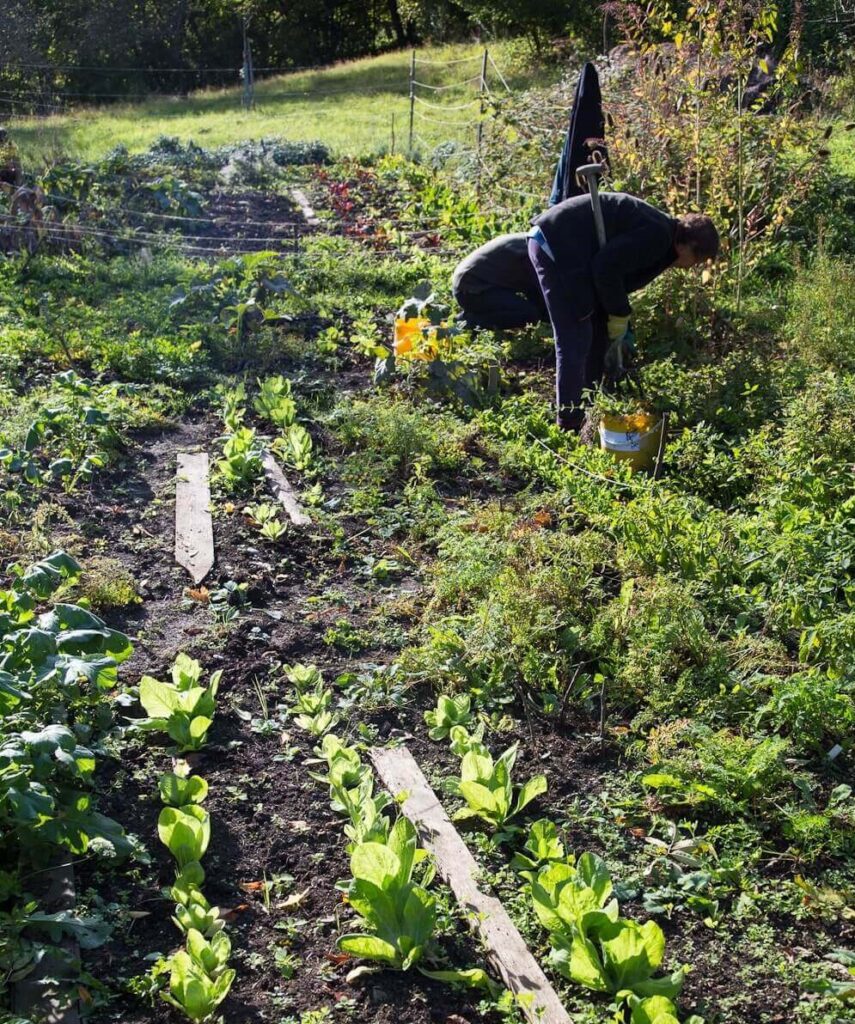 Is Green Manure Good For Your Garden?