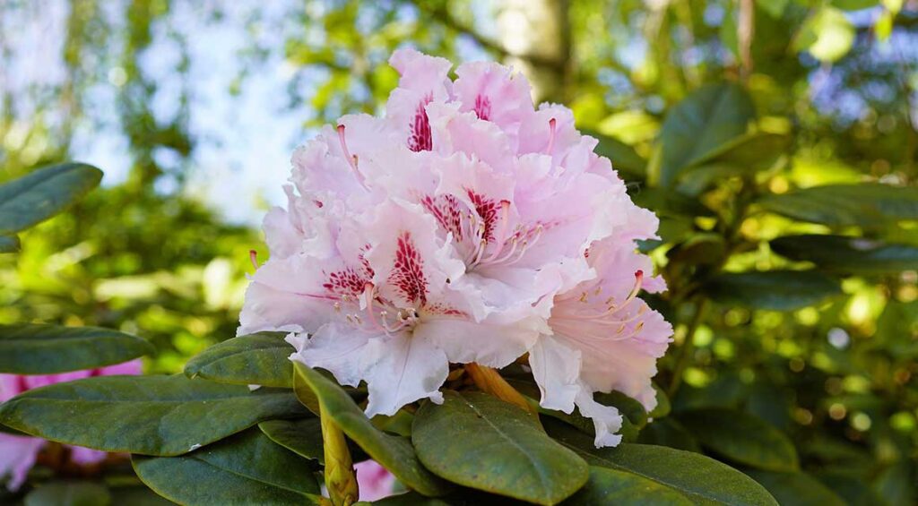 Rhododendron: A Beautiful Spring Bloomer