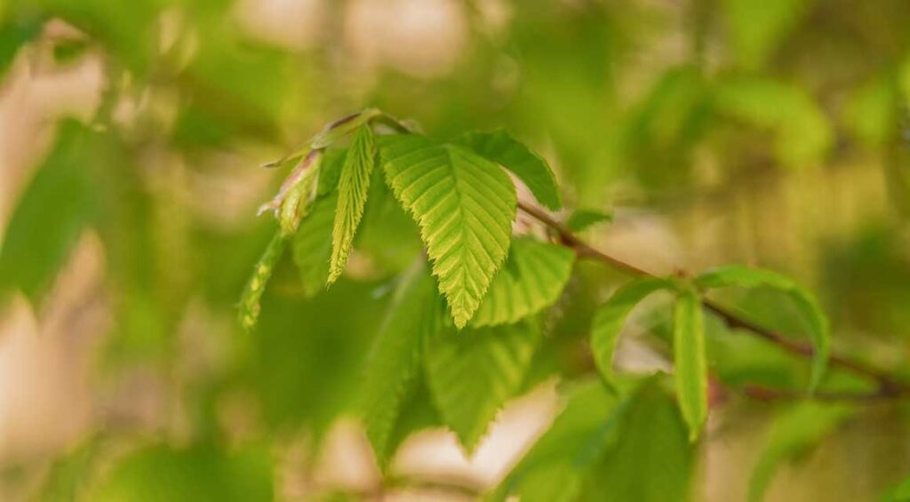 The Hornbeam: A Versatile Hedge Plant