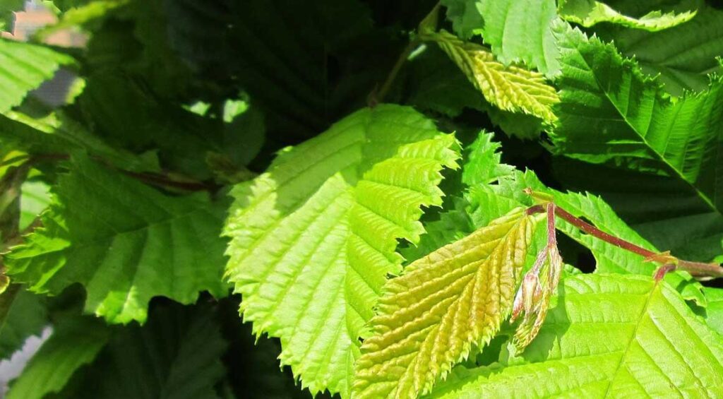 The Hornbeam: A Versatile Hedge Plant