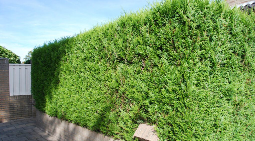 How To Replace An Old Hedge