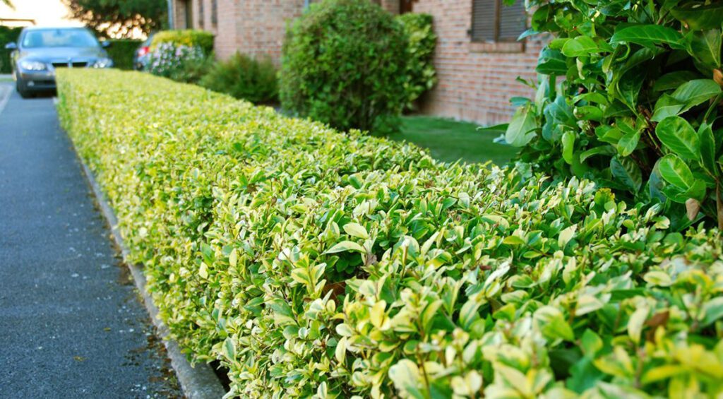 How To Care For Your Privet Hedge