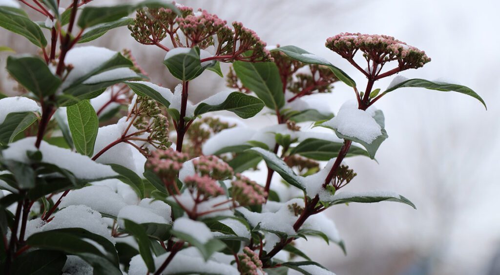 How Long Do Hedge Plants Bloom?