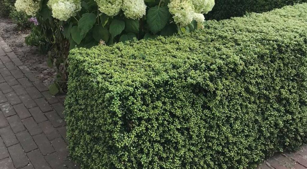 How To Get A Dense Hedge?