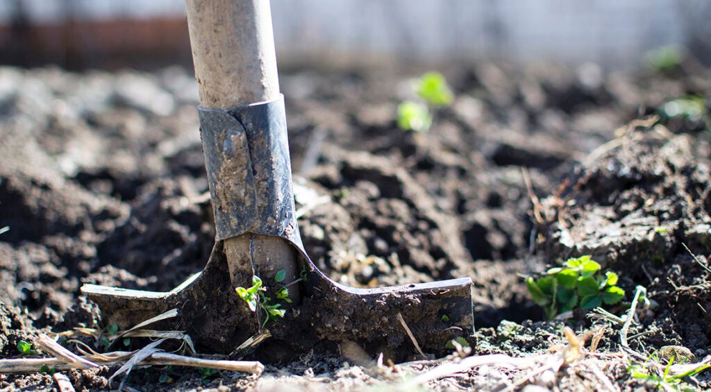 Fertilizing And Watering Your Hedge