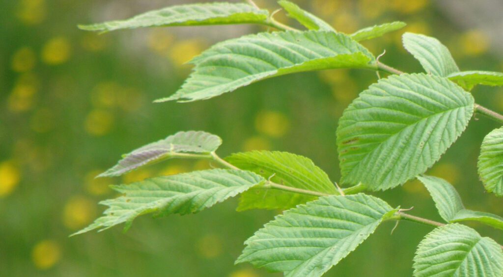 Choosing hedge plants that can thrive in both wet and dry summer weather