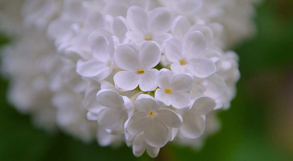 Are Native Hedge Plants More Hardy?