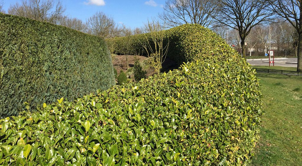 Best Hedge Plants For Small Gardens