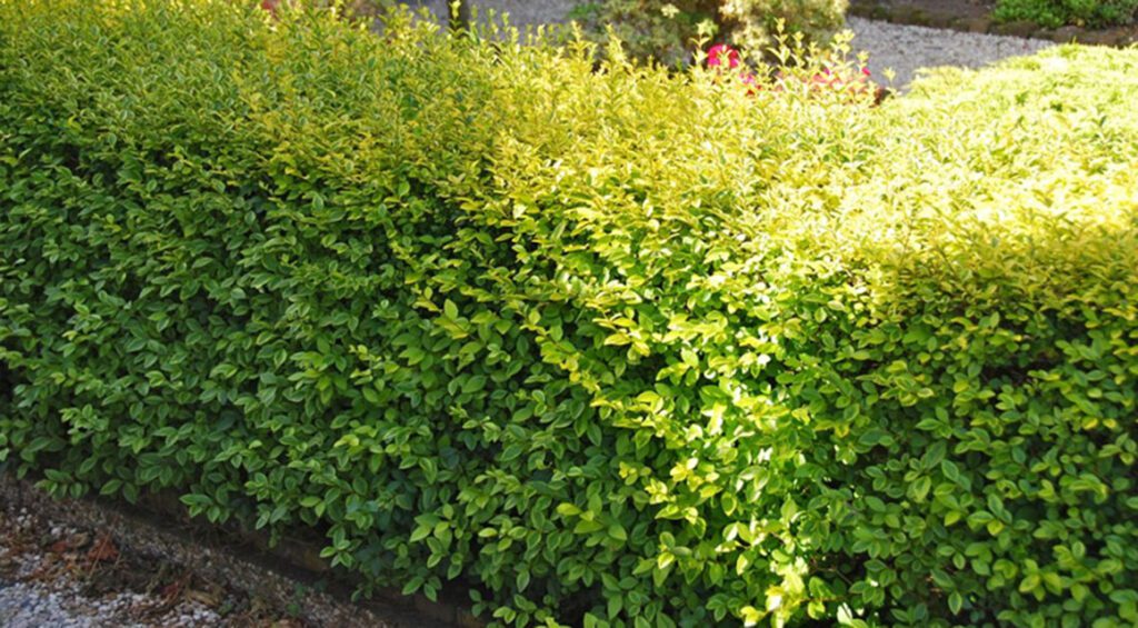 Which Hedge Fits The Size Of My Garden?