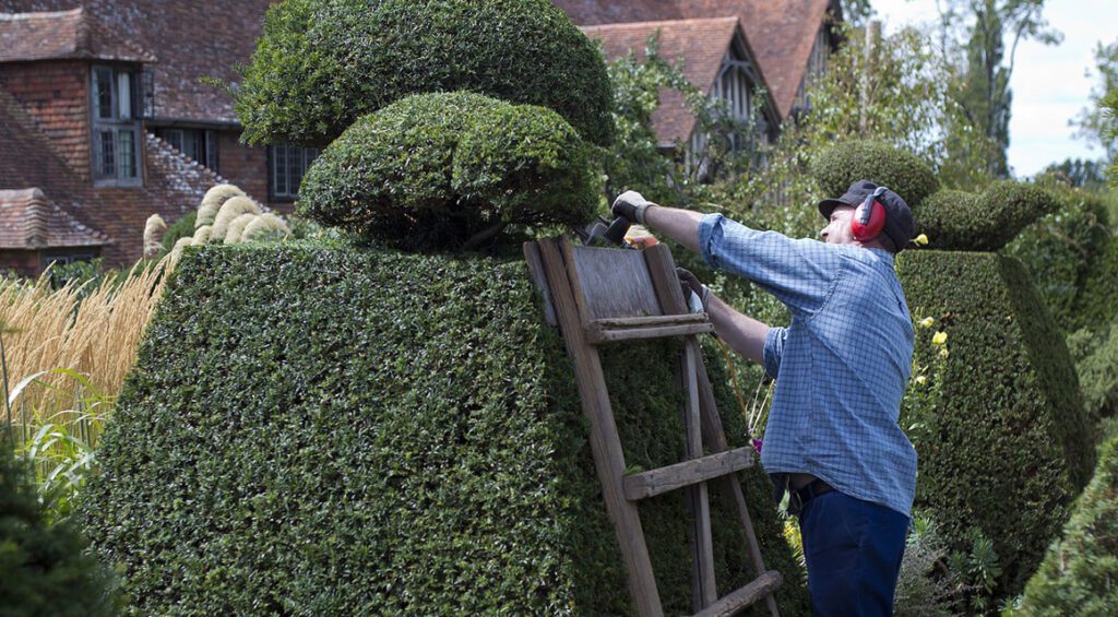 Hedge Plants For Small Gardens