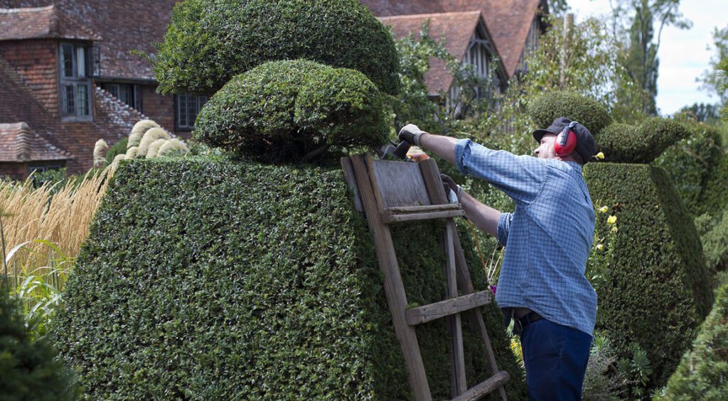 Best Hedge Plants For Small Gardens